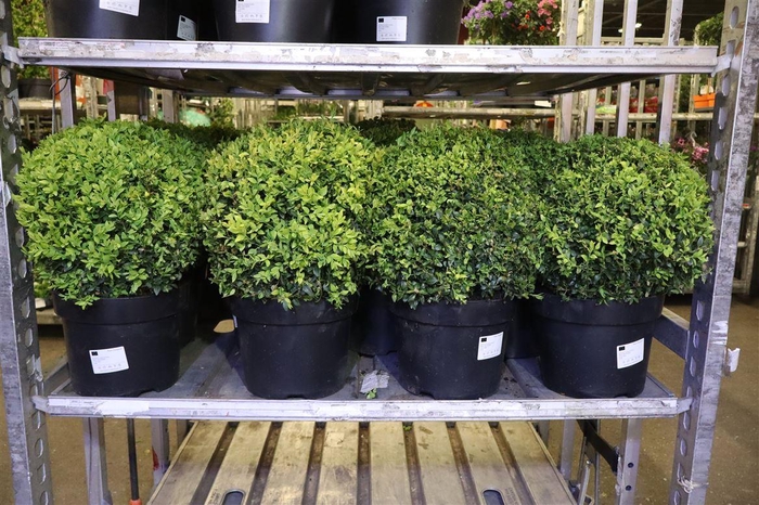 <h4>Buxu Sempervirens</h4>