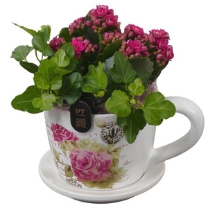 PTIB5199 Arrangementen kamerplanten