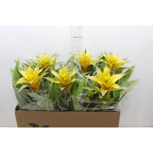 GUZMANIA AMARELA P14