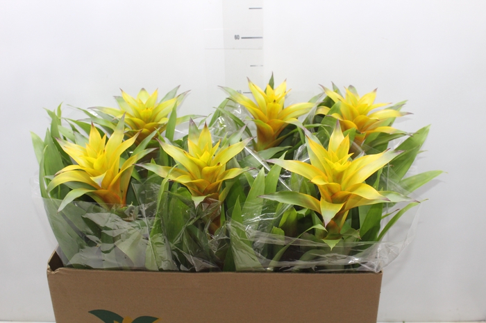 <h4>GUZMANIA AMARELA P14</h4>