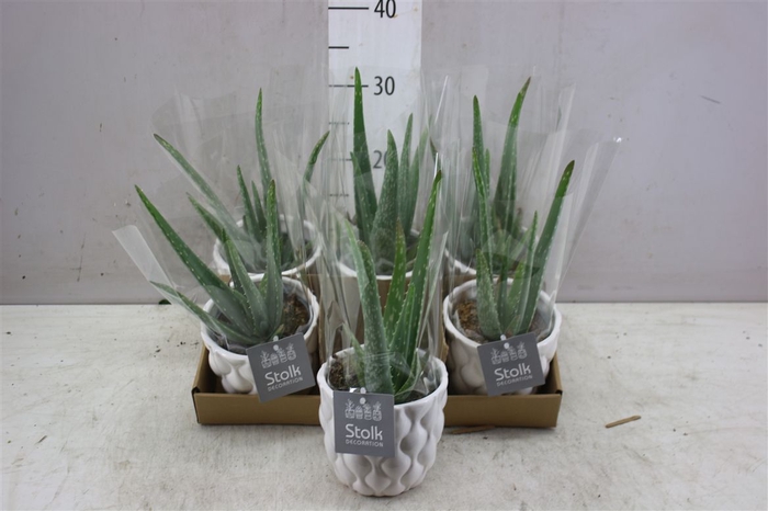 <h4>Aloe Vera Ariel Keramiek</h4>