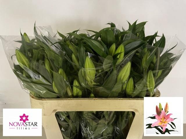 <h4>LI OR FENICE</h4>