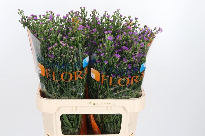 <h4>Aster Casarosa Roze</h4>