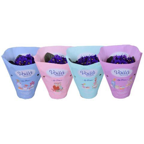 <h4>Saintpaulia Blauw voila ''la Fleur''x8</h4>