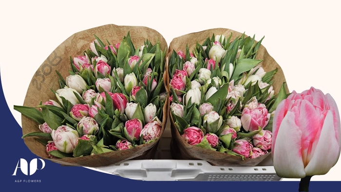 <h4>TU DU FOXTROT</h4>