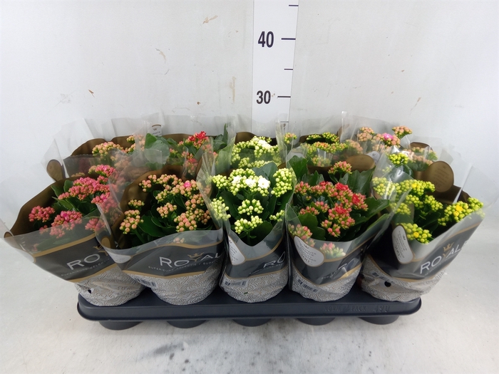 <h4>Kalanchoe blos. 'RoyalDon'   ..mix</h4>