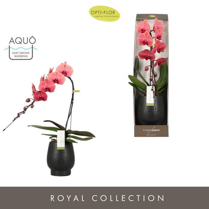 <h4>Phalaenopsis overig oranje (meerder</h4>