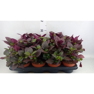 Alternanthera dent. 'Purple Knight'