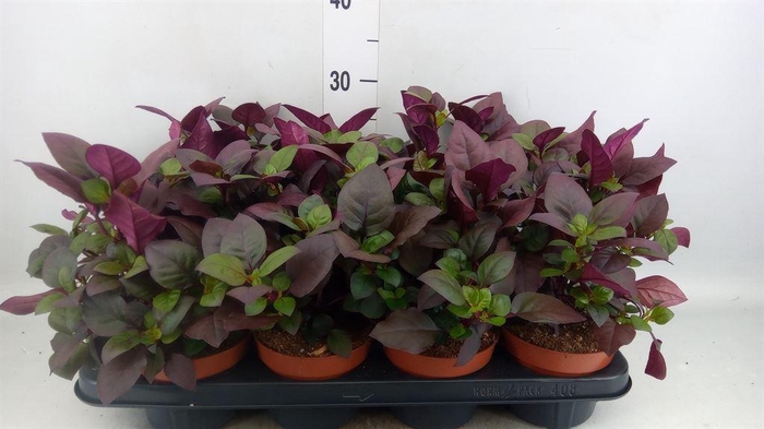 <h4>Alternanthera dent. 'Purple Knight'</h4>