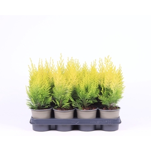 Chamaecyparis Ivonne