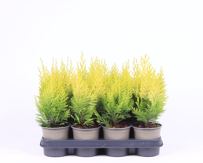 <h4>Chamaecyparis Ivonne</h4>