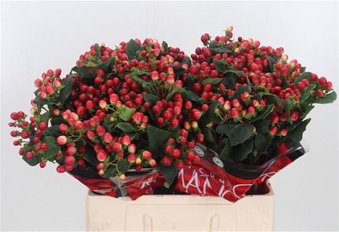 <h4>Hypericum True Romance ( Ethiopia )</h4>