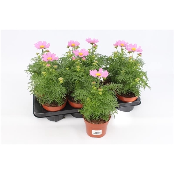 <h4>Cosmos Bipinnatus Pink</h4>