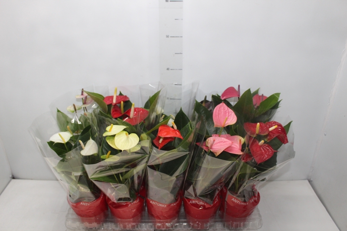 <h4>ANTHURIUM VARIADO P15</h4>