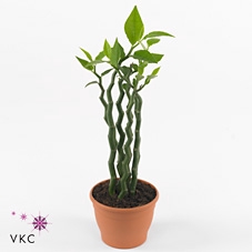 Pedilanthus tithymal.