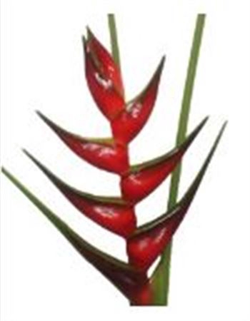 <h4>Heliconia Escarlata</h4>