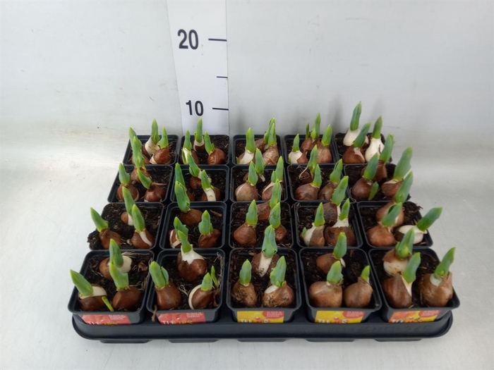 <h4>Tulipa DU 'Baby'   ...mix</h4>