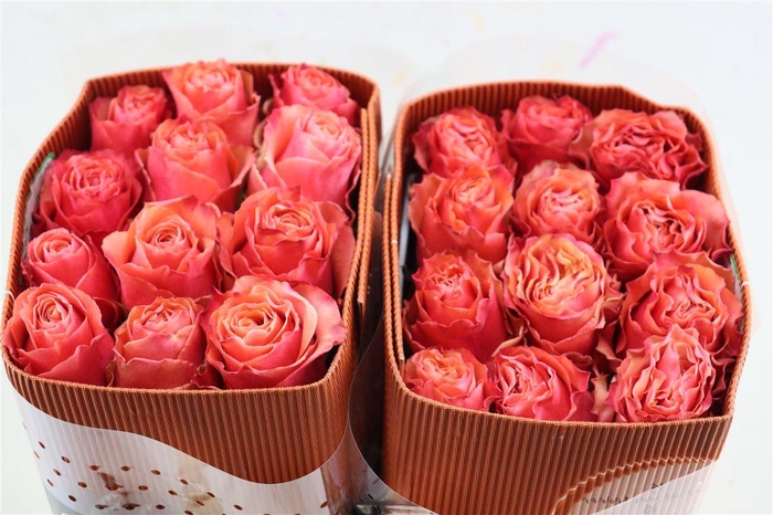 <h4>R Gr Hot Carpe Diem</h4>