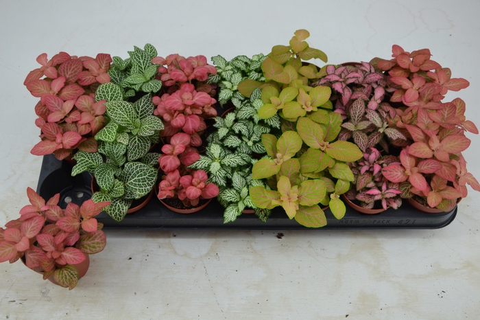 <h4>FITT GEM 7 KL</h4>