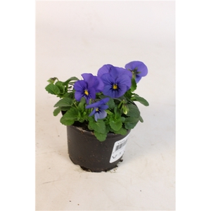 Viola Cornuta Hemels Blauw