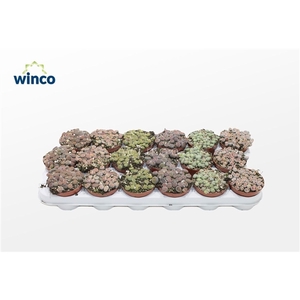 Lithops Mix (group)