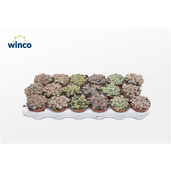 <h4>Lithops Mix (group)</h4>