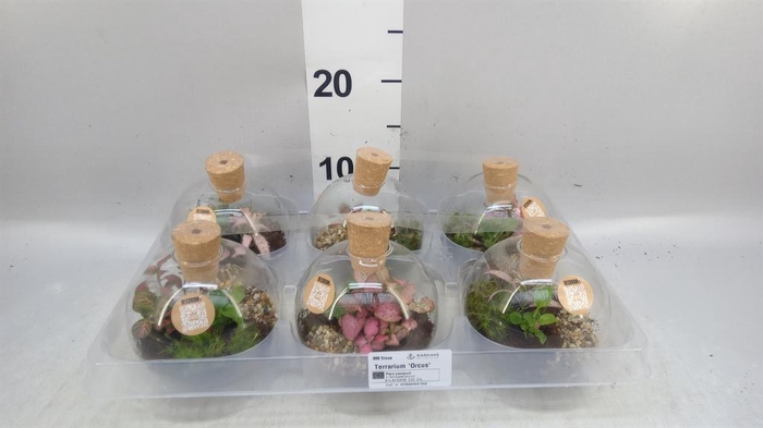 <h4>Arr.   Kamerplant Groen H%</h4>