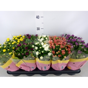 Chrysanthemum   ..rosebud mix