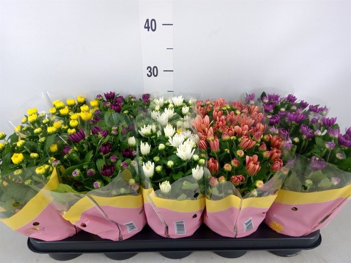 <h4>Chrysanthemum   ..rosebud mix</h4>