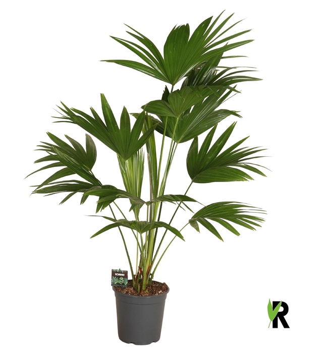 <h4>Palms   ...</h4>