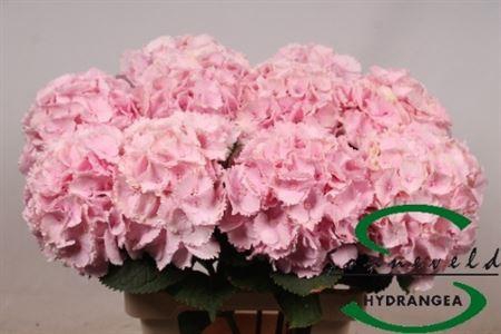 <h4>Hydr M Ch Lollypp Rz</h4>