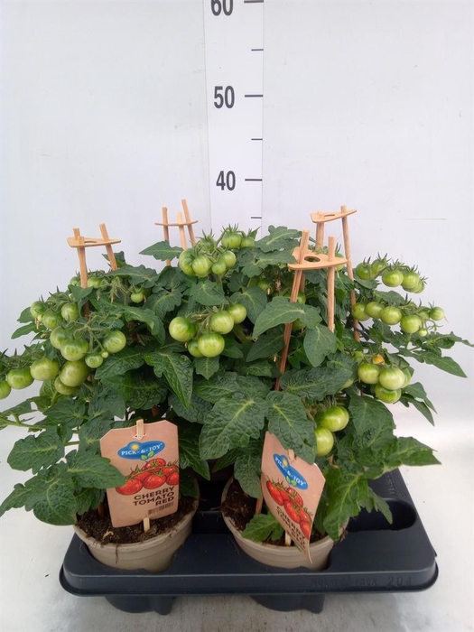 <h4>Solanum lycopersicum   ...</h4>
