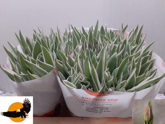 <h4>TU PA ELZENBURG</h4>