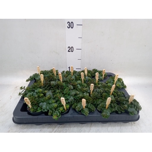 Sedum makinoi 'Kosmosje'