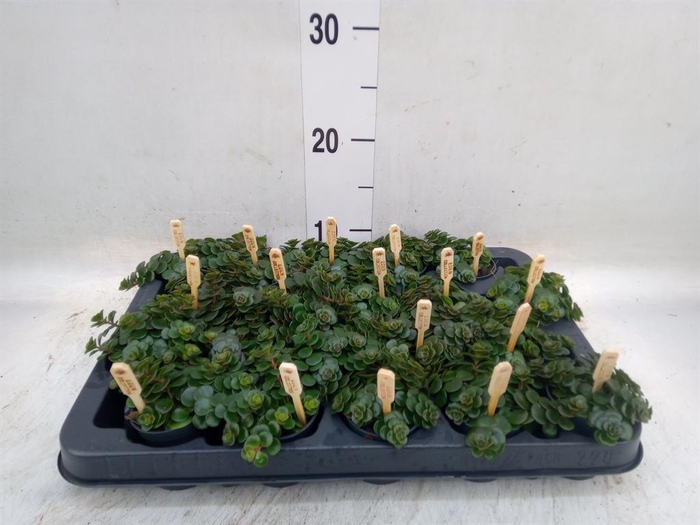 <h4>Sedum makinoi 'Kosmosje'</h4>