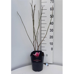 Magnolia soulangeana