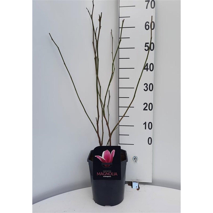 <h4>Magnolia soulangeana</h4>