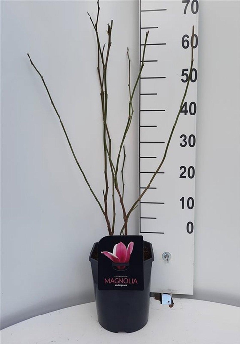 Magnolia soulangeana