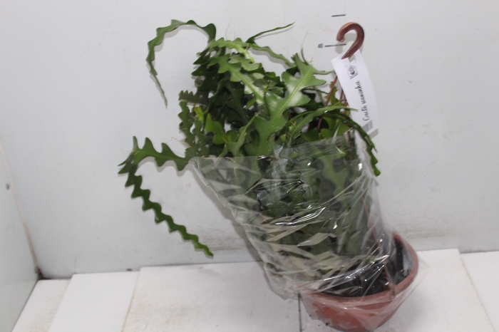 <h4>CACTUS SIANINHA C21</h4>