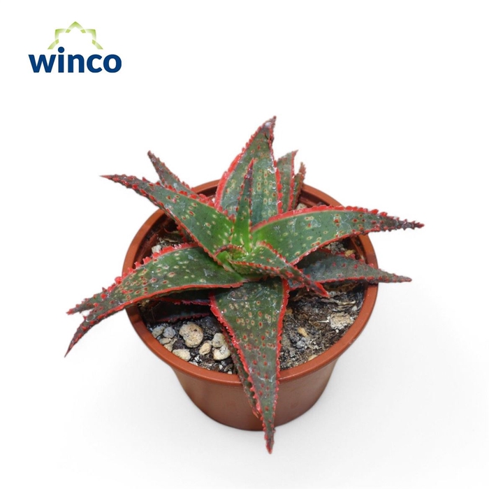<h4>Aloe Ov</h4>