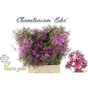 Chamelaucium Eden