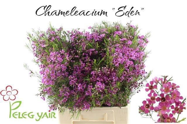 <h4>Chamelaucium Eden</h4>