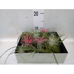 Tillandsia