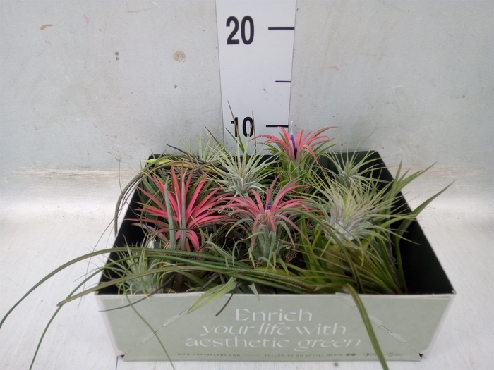 <h4>Tillandsia</h4>