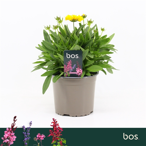 <h4>Coreopsis Grandiflora, Presto</h4>