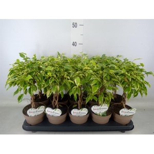 Ficus benja. 'Bushy King'