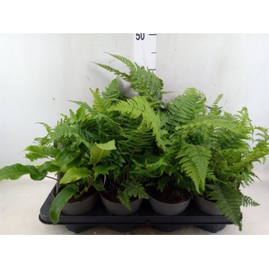 Ferns   ...mix