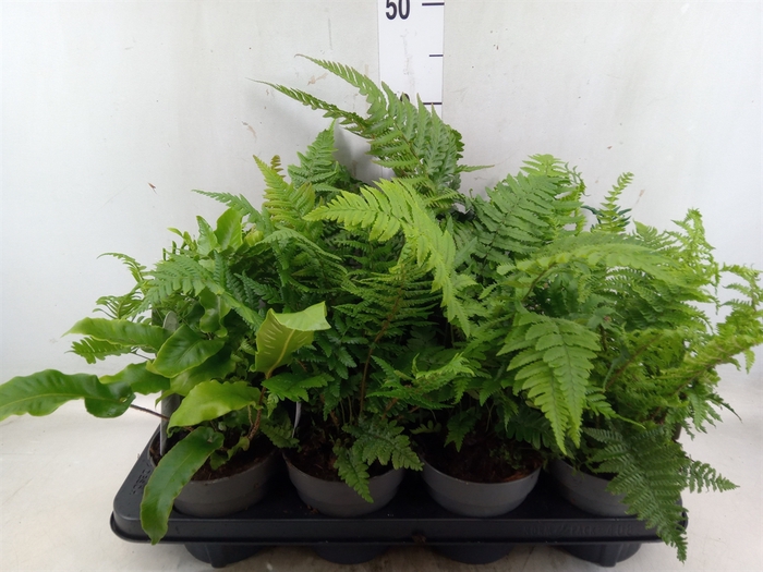 <h4>Ferns   ...mix</h4>