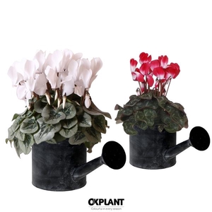 Cyclamen mix in Watering Can pot