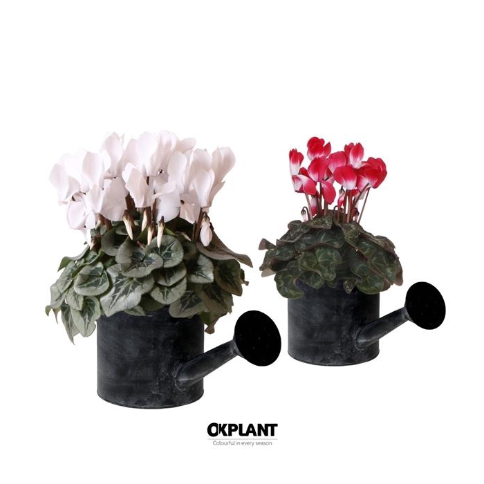 <h4>Cyclamen mix in Watering Can pot</h4>